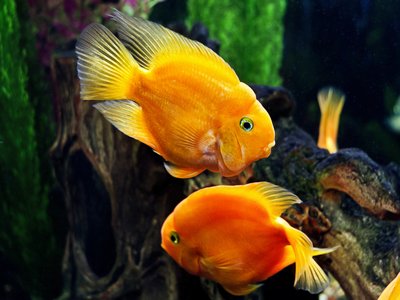 Redheaded parrotfish