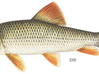 Redhorse sucker