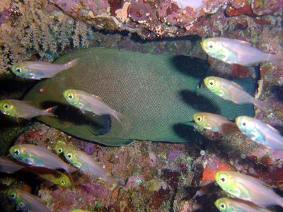 Redmouth grouper