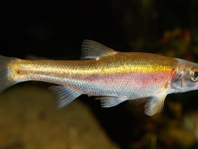 Redside dace
