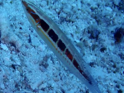 Redspot wrasse