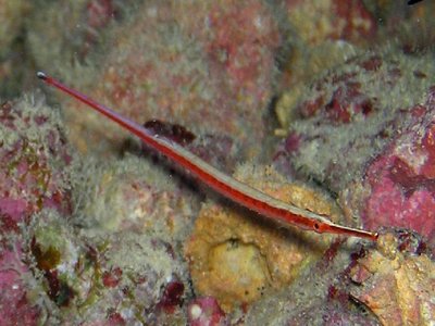 Redstripe pipefish
