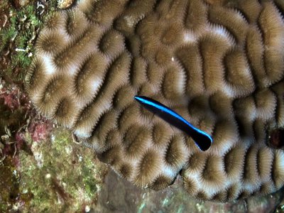 Reef blenny