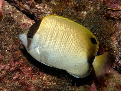 Reef butterflyfish