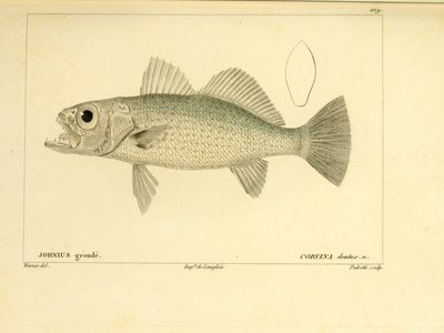 Reef croaker