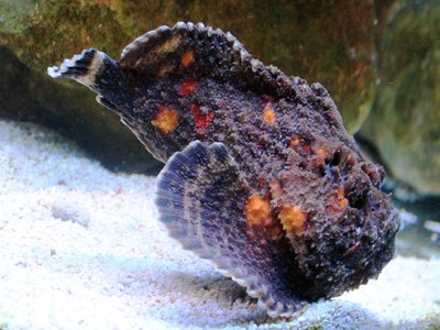 Reef stonefish