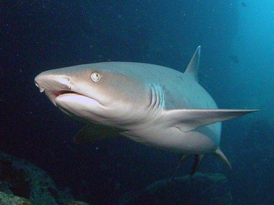 Reef whitetip shark