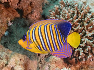 Regal Angelfish