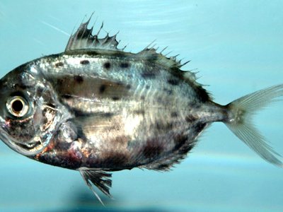 Regulus fish
