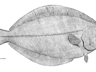 Reinhardtius halibut