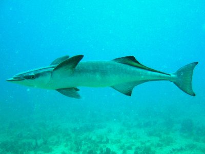 Remora