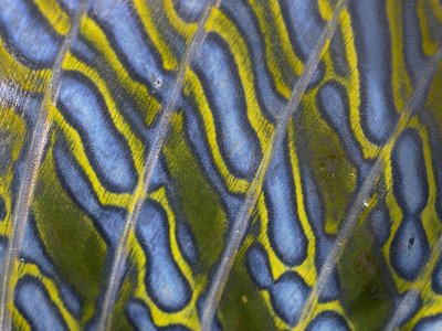 Reticulated Dragonet