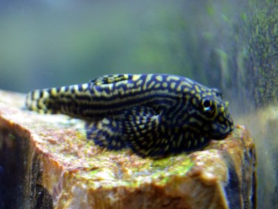 Reticulated hillstream loach