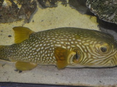 Reticulated pufferfish