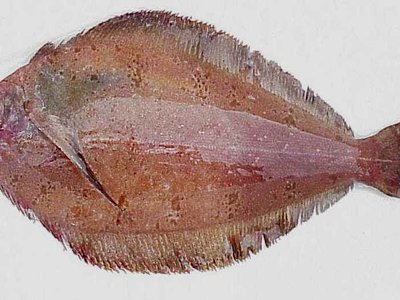 Rex sole
