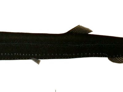 Rhadinesthes decimus