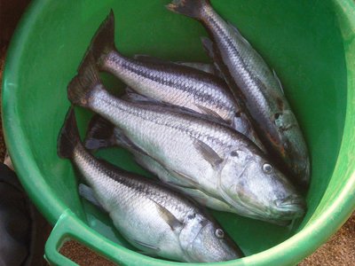 Rhamphochromis