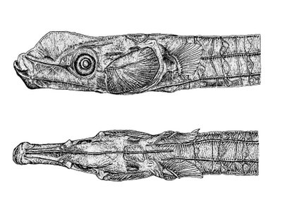 Rhino pipefish