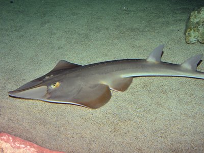 Rhinobatos rhinobatos
