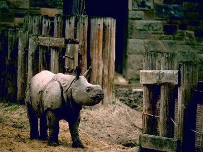 Rhinoceros fish