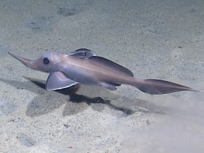 Rhinochimaera atlantica