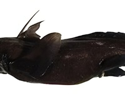 Rhinochimaera
