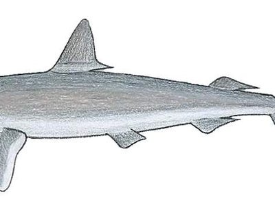 Rhizoprionodon lalandei