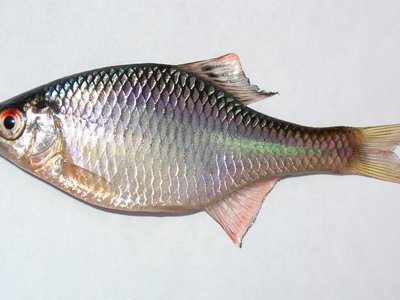 Rhodeus amarus