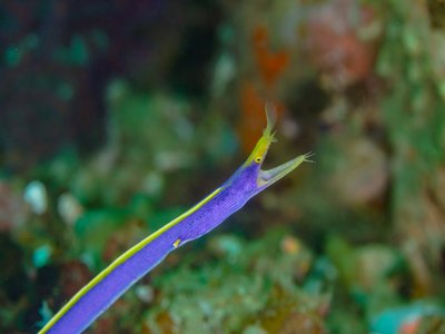 Ribbon eel