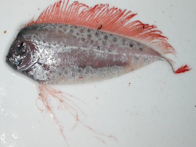 Ribbon fish