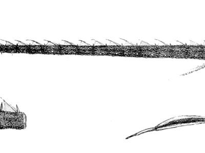 Ribbon sawtail fish