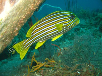 Ribbon sweetlips