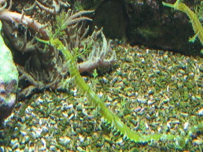 Ribboned pipefish