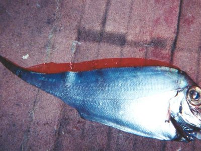 Ribbonfish