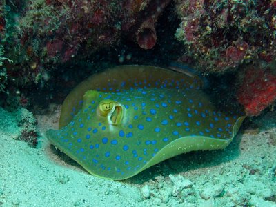 Ribbontail stingray