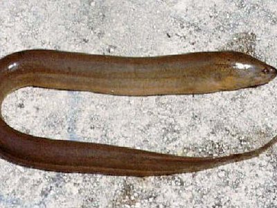 Rice eel