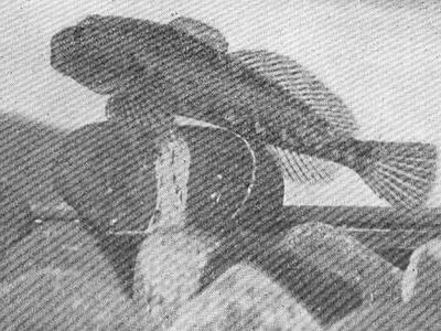 Riffle sculpin