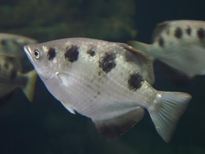 Riflefish
