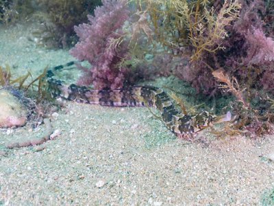 Rigid pipefish