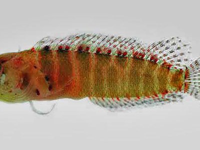 Ringed blenny