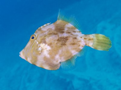 Ringed filefish