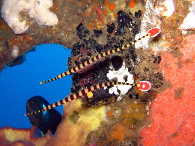 Ringed Pipefish