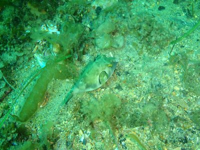 Ringed puffer