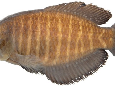 Rio Grande killifish
