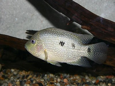 Rio Grande perch