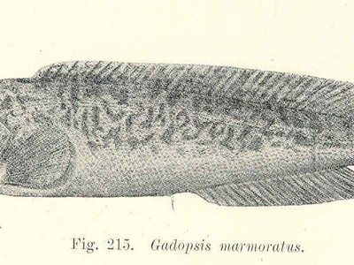River Blackfish