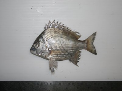 River bream