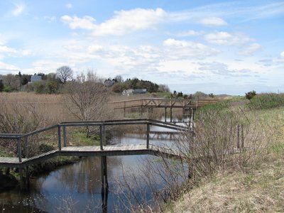 River eel