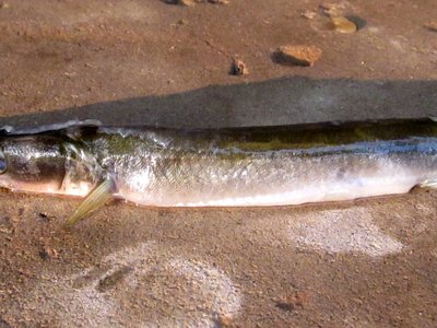 River garfish