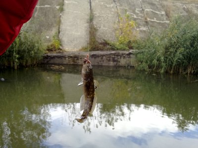 River goby